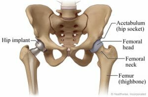 anatomy of the hip