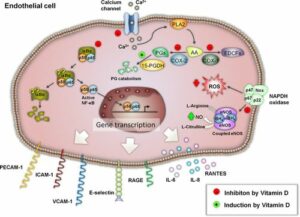 Vitamin D3 endothelial image