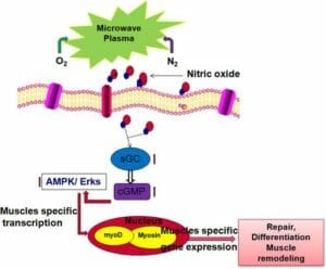 Nitric Oxide health benefits you should know about