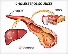 Cholesterol image what does cholesterol do