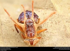 Cordyceps