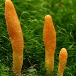 Cordyceps what is Circutol 