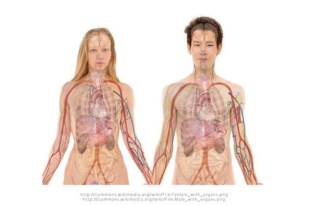 Can calcification of the arteries be reversed human heart